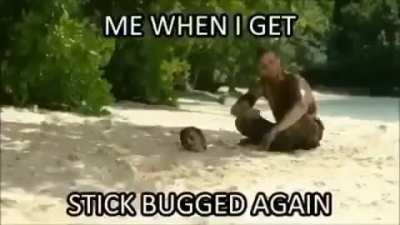 stick bug