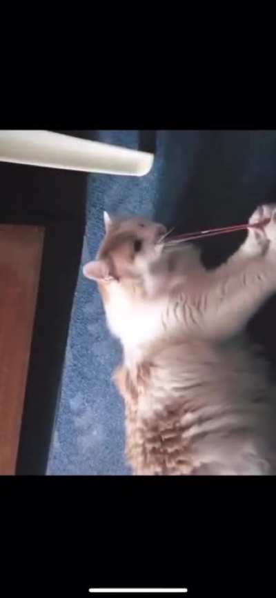 Meowch