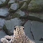 Jessie the snow leopard spots a new camera in her enclosure