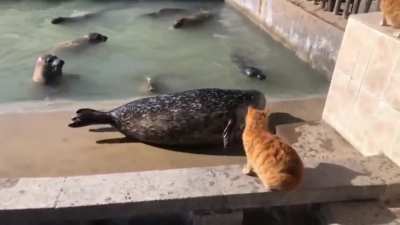 Go Home, Seal, You're Drunk