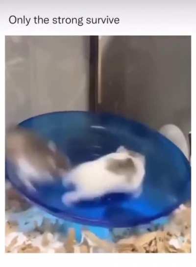 Fast af boi