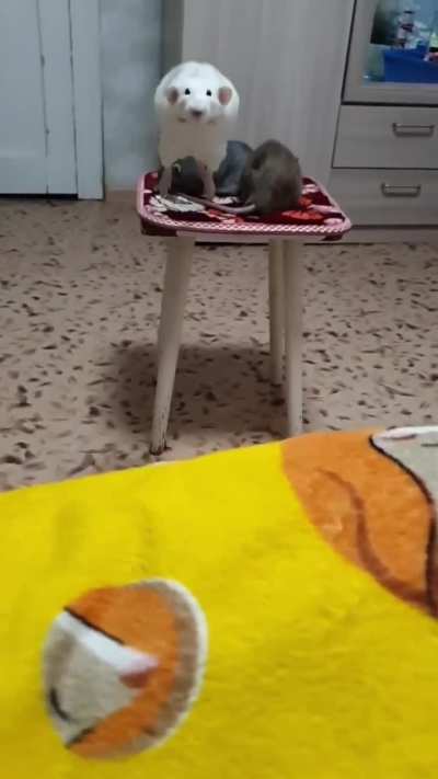 wunkito leap