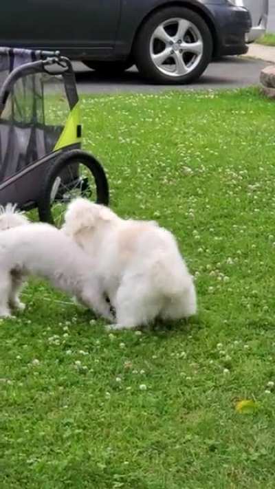 What NOT to do on a play date 🐶