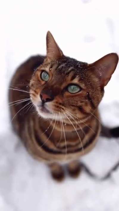 The first snowfall