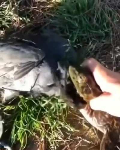 Is that a.....