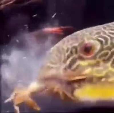 Mr.krabs dying