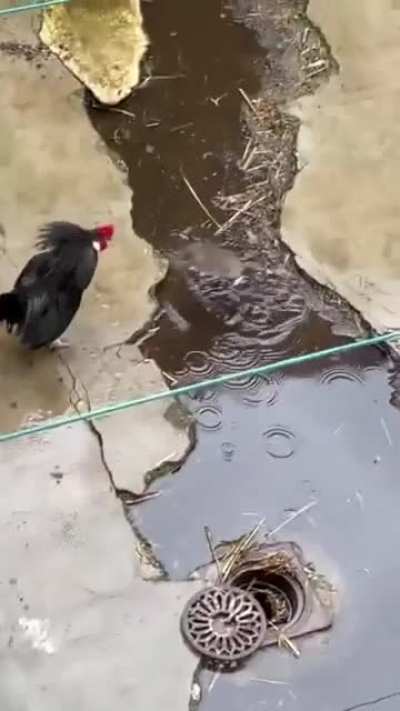 Rat VS Chicken