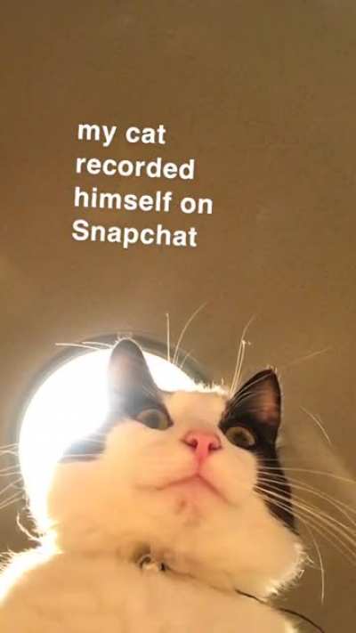 My cat tapped (and then did not untap) the record button on Snapchat.