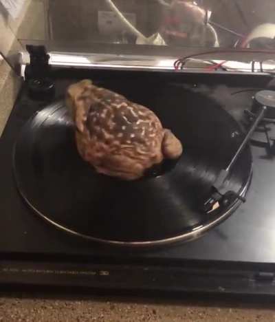 Toad