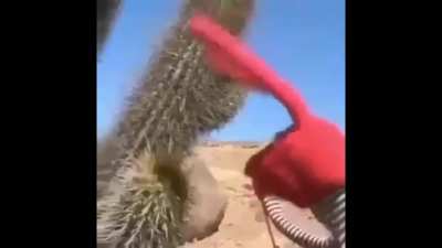 Puppet touches Cactus