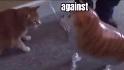 Rip