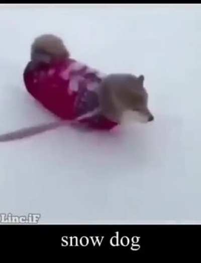 Snowy