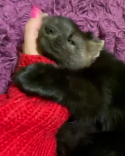 Sable wants to snuggle