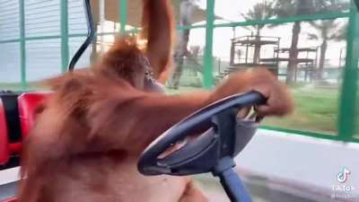 Cruisin' the block