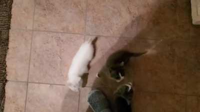 The Union of Kittens demand cuddles NOW!