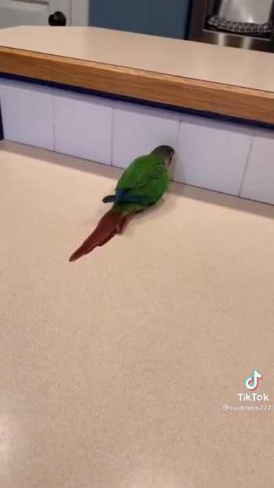 Bonky Bird is feeling pretty bonky