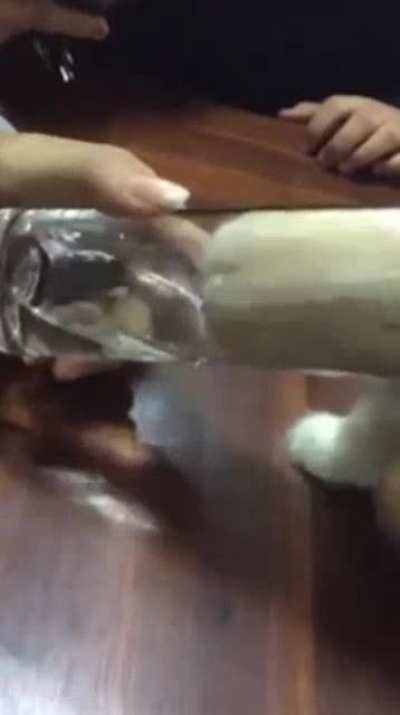 A cat drinking water from a glass