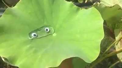 Googly eyes make everything better