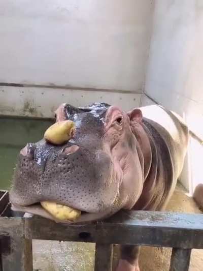 No, hippo want no potatos