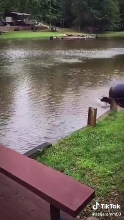 Dogs freak when their owner goes for a swim