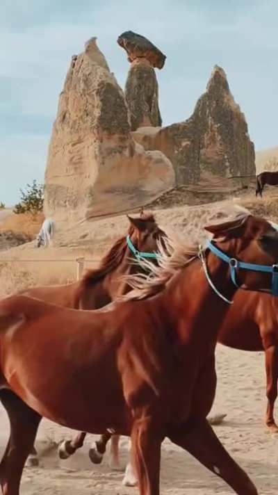 Influencer walks in front of running horses and nearly gets trampled