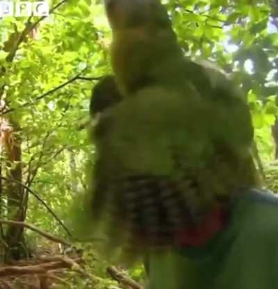 An encounter with a rare parrot…
