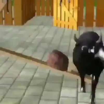 Porquê?