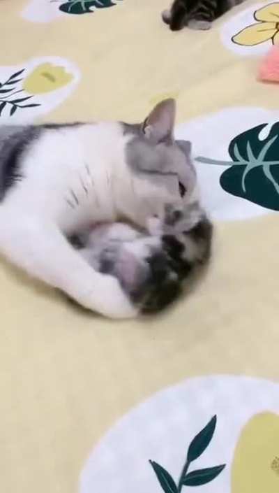 Mama cat hugs sleeping kitten