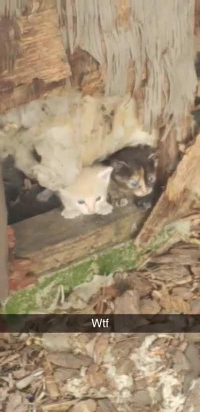 Criminals attempting prison escape