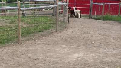 Baby Alpaca Zoomies