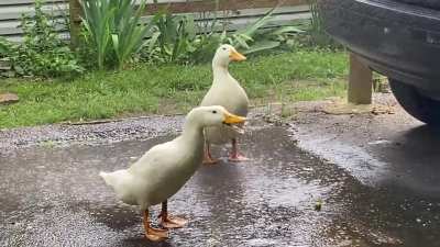 You must remember to water your ducks if you expect them to grow.