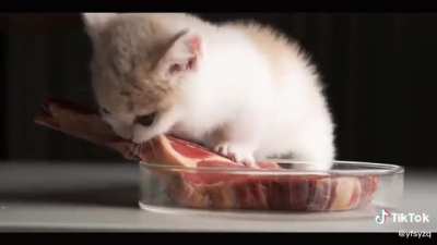 cAT DeVOUrs WhoLe CoW