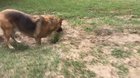 Doggo outfoxed by fox
