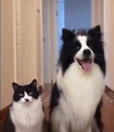 Members of the same family