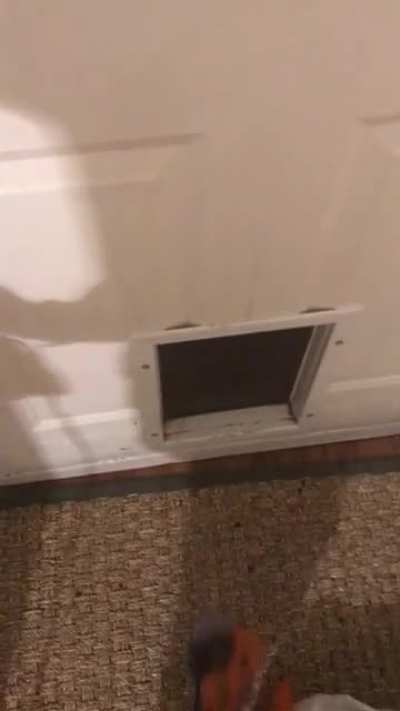 Heard something at the doggy door…