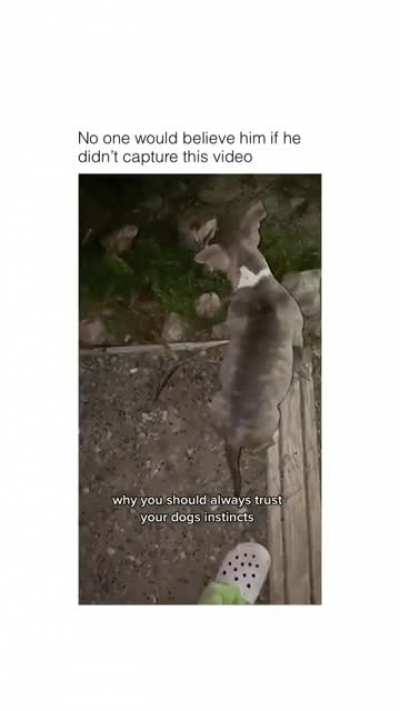 always trust your dog!