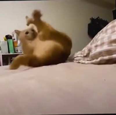 Cat's despair