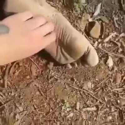 cursed_Tickles