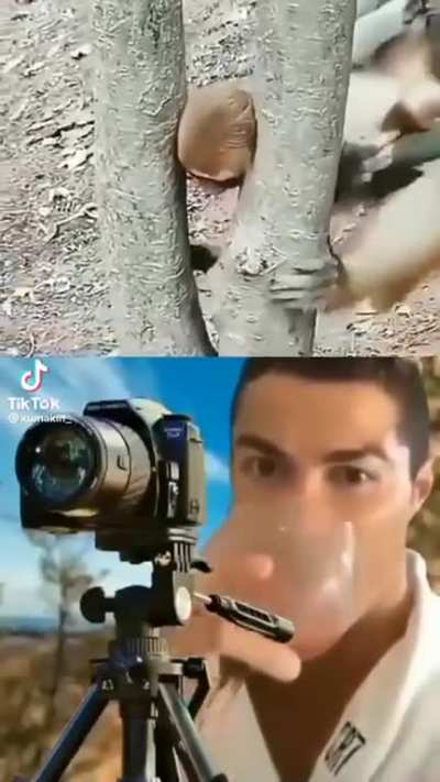 Moldy monkey 
