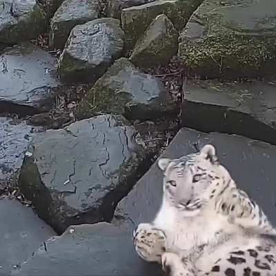 Jessie the snow leopard startled by the camera.