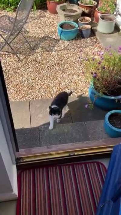 This isn't my cat...