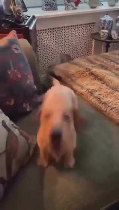 He loves bunny hopping
