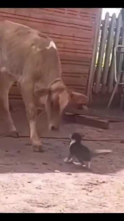 One punch cat