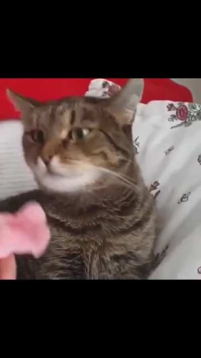 Cat dies inside because of flower
