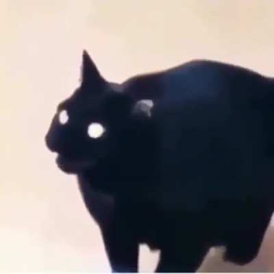 Metal Cat