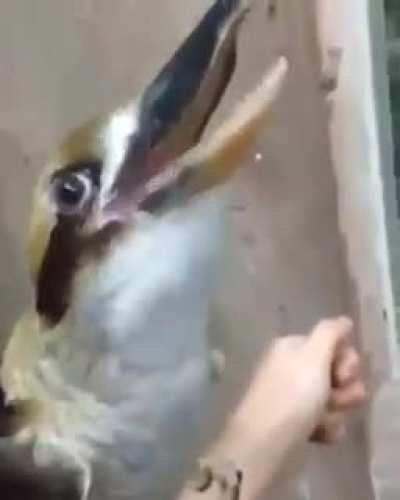 Psytrance bird.