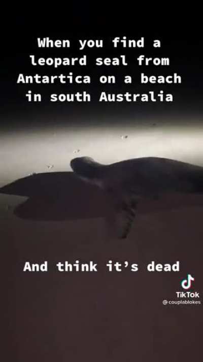 Rare Antarctic Leopard Seal washes up on South Australian beach