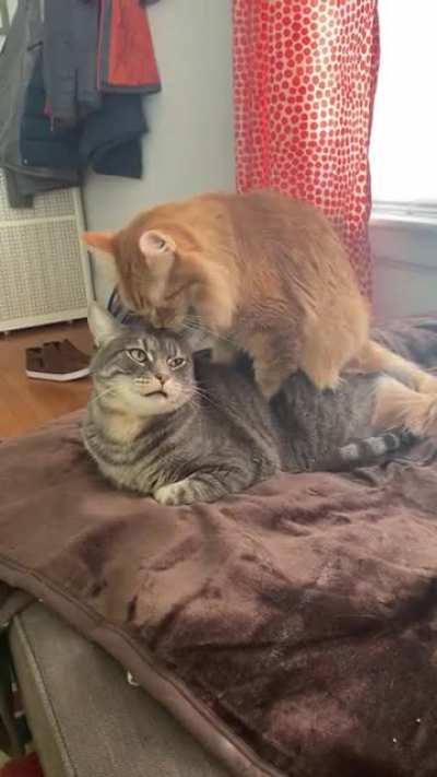 You don’t mind if I just sit on top of you, do you??? 😂😂