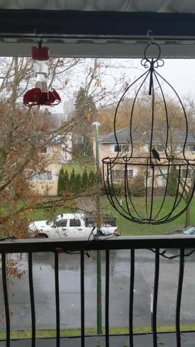 Pete the Hummingbird Hiding from Cold Vancouver BC Rain