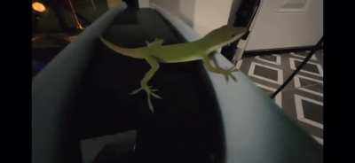 lizard on the ps5